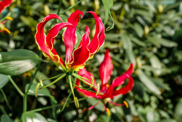 Flame Lily (Gloriosa superba) in greenhouse
