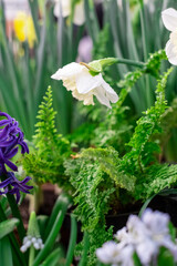 spring flowers tulips close-up, many beautiful vibrant tulip flowers, tulips flowers in the garden, beautiful bright flowers
