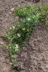 Caper Bush (Capparis herbacea) in coastal hills, Crimea