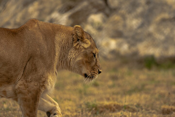 Lionne
