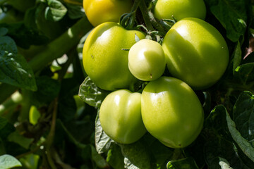 Grüne Tomaten