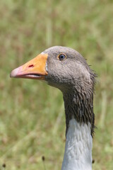 Gans