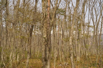 Obraz premium reeds in the wind