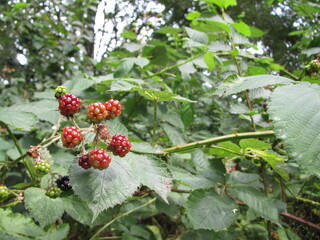 red blackberry bush