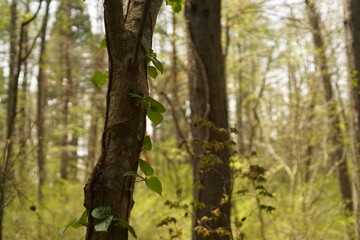 trees in the forest