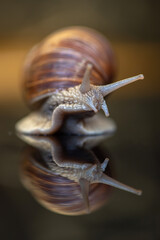 Grape snail. Photographed close-up in the studio.
