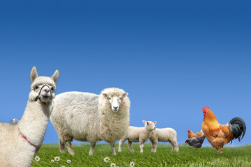 Farm animals sheep lamb chicken cock on green grass meadow