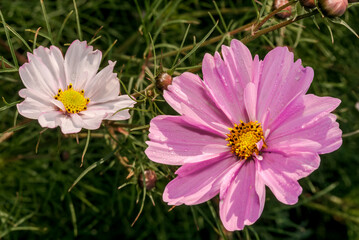 Obraz premium Garden Cosmos (Cosmos bipinnatus) in garden