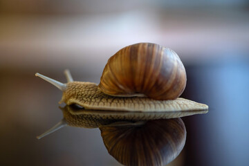 Grape snail. Photographed close-up in the studio.