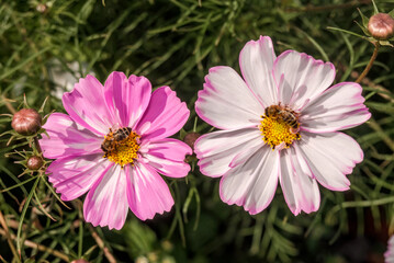 Garden Cosmos (Cosmos bipinnatus) in garden