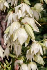 Obraz premium Adam's Needle (Yucca filamentosa) in garden, Moscow region, Russia