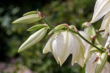 Obraz premium Adam's Needle (Yucca filamentosa) in garden, Moscow region, Russia