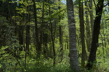 Obraz premium fresh green trees in the forest