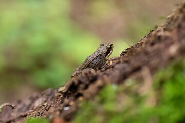 Naklejka na ściany i meble Little frog sits on tree trunk