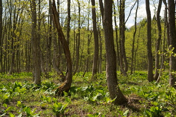 fresh green, forest in spring