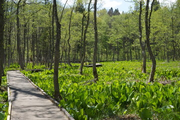 Fototapeta na wymiar path in the nature park in Japan
