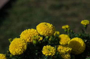 Yellow flowers in the flowerbed. Spring flowers.