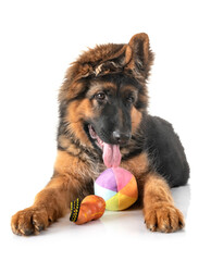 puppy german shepherd