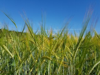 Golden ears of wheat in the field