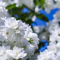White terry jasmine flowers in the garden against blue sky