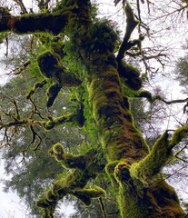 Deep mossy maple tree trunk