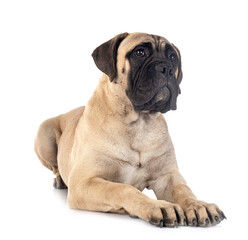 Obraz premium young bullmastiff in studio