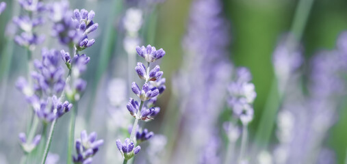 Naklejka premium Soft focus on beautiful lavender flowers in summer garden