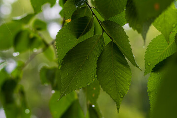 Green linden leaves on which raindrops flow. Summer rainy day under the crown of a tree