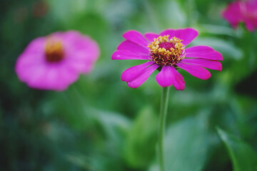 Obraz premium pink cosmos flower