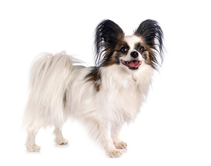 papillon dog in studio