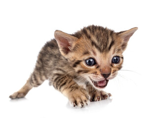 bengal kitten in studio