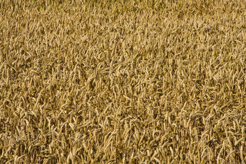 Polska , Krępiec koło Gdańska , lipiec 2020 , pole pszenicy przed żniwami © Piotrmag45