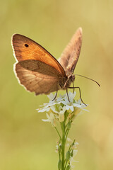 Small Heath Butterfly perched on white wild flower (Coenonympha lyllus) in summer