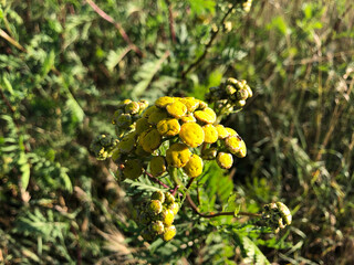 Yellow tansy flowers growing in the field