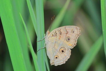 Obraz premium peacock pansy butterfly (junonia almana) sitting on a grass, west bengal in india