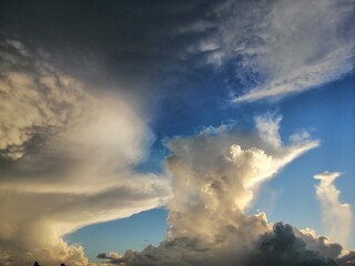 Fruit of Nypa fruticans known as the nipa palm, in Thailand