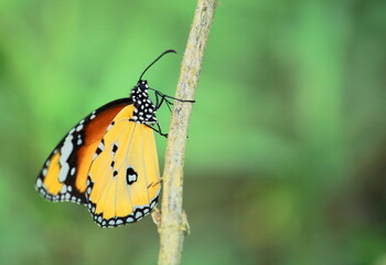 a male plain tiger butterfly or african queen butterfly (danaus chrysippus) sitting on a branch, countryside of west bengal in india