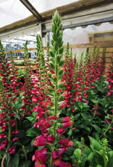 Garden show with plants and flowers