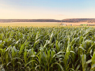 High and green stems of green corn in the field