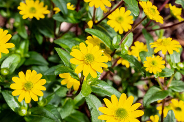 A field of yellow flowers. Sanvitalia procumbens