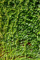 Green wall of Ivy leaves