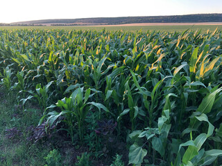 High and green stems of green corn in the field