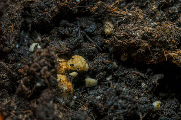 The surface of the soil rich in minerals for planting. Background in soft focus at high...