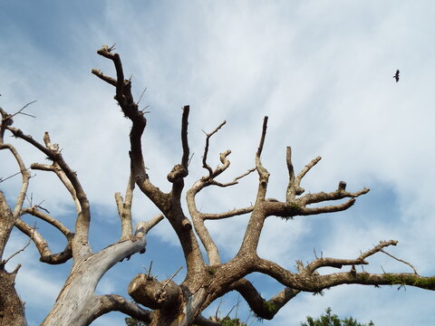 枝分かれした樹木 Junktion of tree&rsquo;s