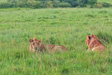 Two wild beautiful lions are resting on the lush green grass of the savannah. Sunny day. Animals...