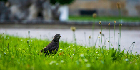 Schwarze Amsel schaut nachdenklich in die Ferne, in einer Wiese sitzend. Bayreuth, Deutschland. Abends.