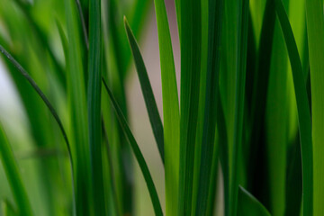 Green leaves of a plant