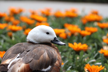 Duck in a flowerbed 