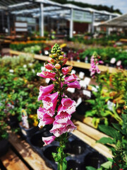 Garden show with plants and flowers