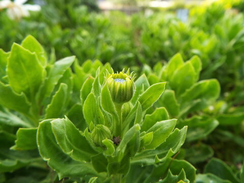 新芽 Sprout